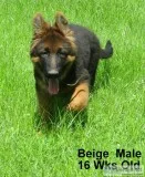 AKC LONG COAT GERMAN SHEPHERD PUPS