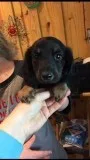 CKC miniature dachshund