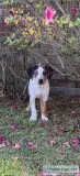 Registered Catahoula