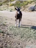 Alpine nubian goat