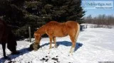 Palamino Stallion