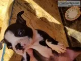 Boston terriers