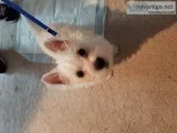WESTIE Puppy