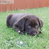 Labrador Puppies