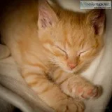Kittykat rescue