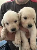 Golden Retriever puppies