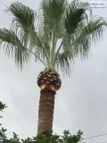 Tree trimming and lawn service