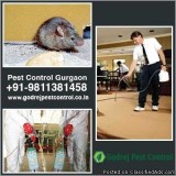 Pest Control Gurgaon for Home Pest Removal
