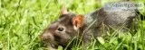Rat Control Services in Burnaby and Vancouver  Advancepest.ca