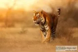 Tiger Safari in India