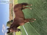 AQHA Race Horse For Sale