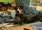 BeagleTerrier Mix