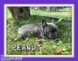 Peanut Male Frenchton