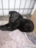 Solid Black Female German shepherd Puppy