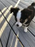13 Week-old Chihuahua puppy in CT