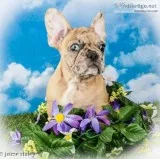 Lily Female 78 Frenchton