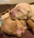 goldendoodle puppies