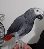 K-I African Grey Parrot---400