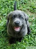 AKC Silver and Charcoal Labrador Puppies