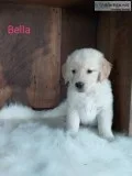 Bella AKC Female Golden Retriever
