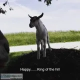 mini pig and goat
