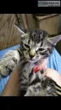 Tabby Kittens