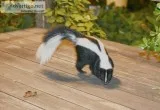 Skunk Removal Services Nashville  AAAC Wildlife Removal