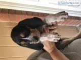 Hound puppies