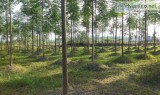 Timber Investment Returns - Smart Agro