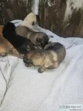 German shepherd puppies