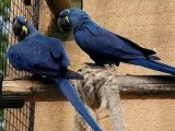 Oklahoma Lovely Pair of Hyacinth Macaw Available