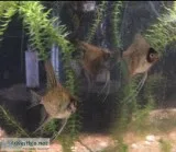 Angelfish