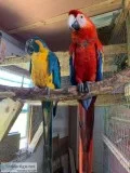 CUCU Scarlet Macaws and Blue Throat Macaws
