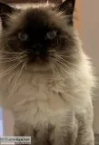 Himalayan male cat