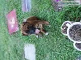 Olde English Bulldog Puppy