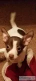 Free Chihuahua pups to loving owner