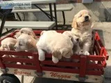 SS.SS Well Cute Golden Retriever Pups Ready