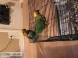 Baby Sun Conures