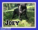 Joey Male Frenchton