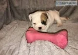 English Bulldog up for adoption