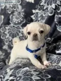 Adorable White PUG Puppies