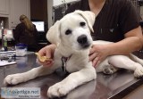 Animal Veterinary Hospital in Etobicoke  Reliable Veterinarians