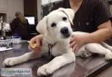 Animal Veterinary Hospital in Etobicoke  Reliable Veterinarians