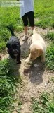 Labrador Retriever puppies