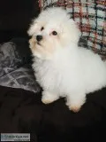 Maltese Puppy needs home