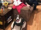 Dog in need of home