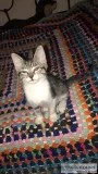 FREE TO LOVING HOME