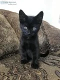 Playful kittens