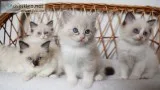 Beautiful Pure Ragdoll Kitten