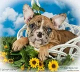 Zelle Female 78 Frenchton